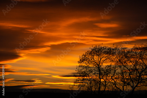 Pattern of dried tree braches texture against red sunset sky. Silhouette of brach of tree. © romeof
