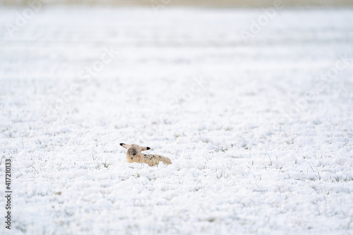A newly born white lamb lies in the meadow, covered with snow. Seen from the behind. Winter on the farm