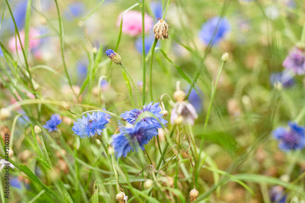 Obraz premium Field blue flowers in summer meadow
