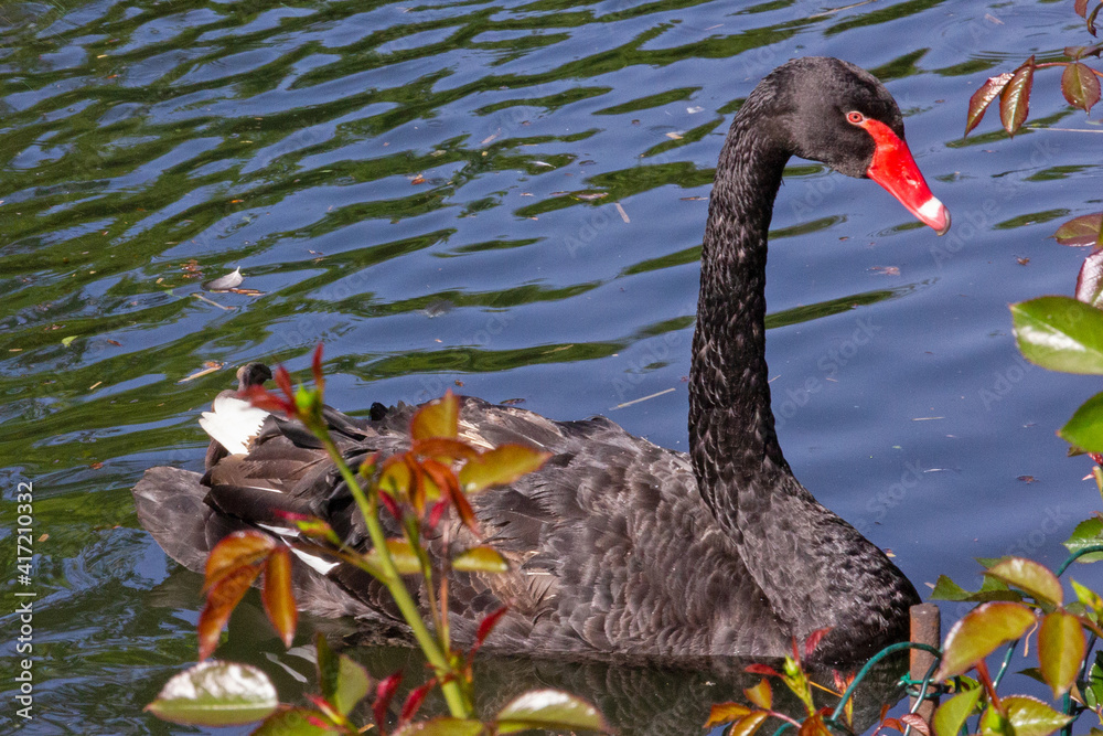 Fototapeta premium Black swan swimming on the lake