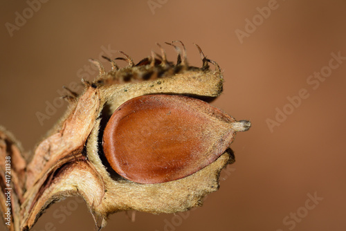 Tablou pe pânză Close-up of the seeds of a beech tree, which is protectively embedded in its she
