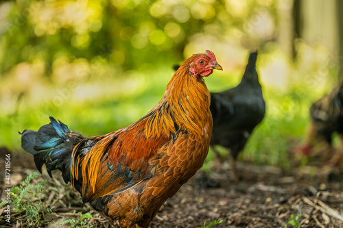 African brown Rooster in a lush green field with other chickens © Arnold