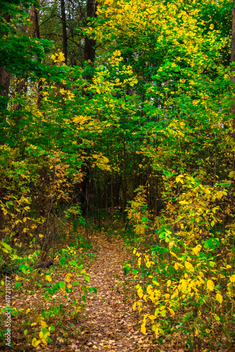 the road in the deciduous forest