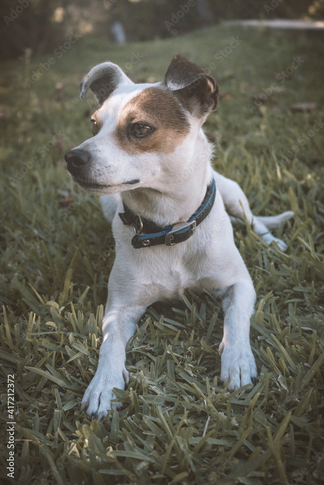 bodeguero andaluz