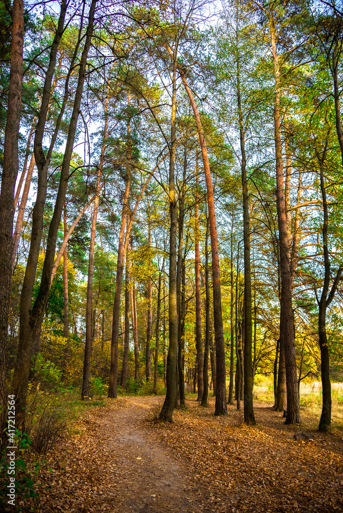 the road in the pine forest