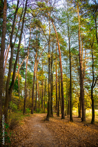 the road in the pine forest