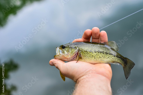 Fototapeta Naklejka Na Ścianę i Meble -  Largemouth bass catch fresh out ow water