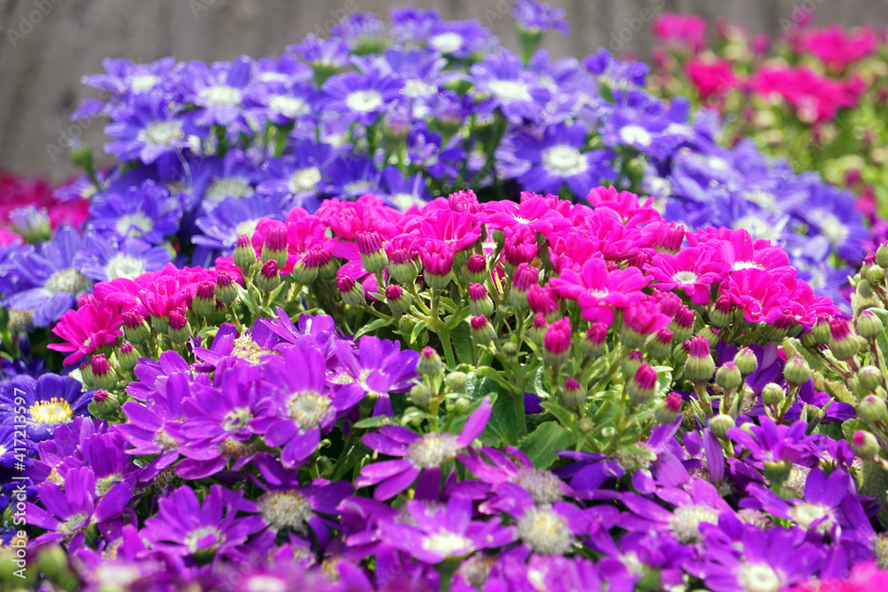 In spring blooming melon and chrysanthemum In spring blooming melon and chrysanthemum