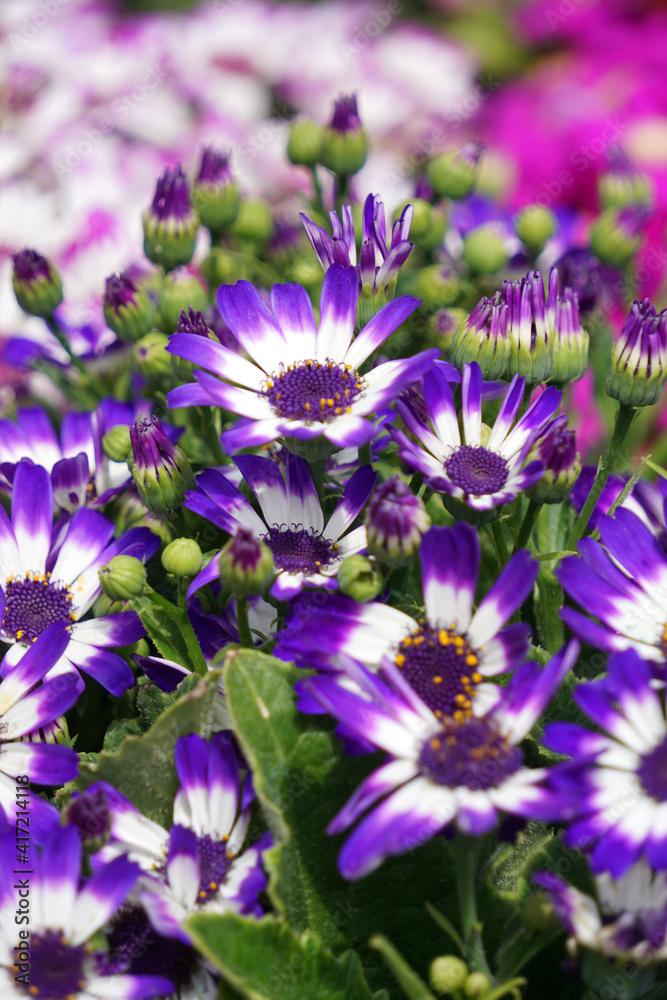 Obraz premium In spring blooming melon and chrysanthemum