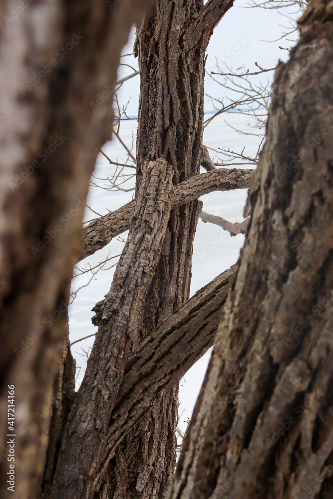 Fototapeta premium Detailed perspective of looking between tree trunks and braches with lake in background