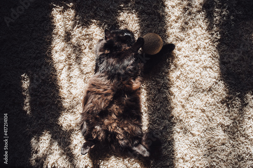 A funny fat black fluffy cat lies on a high-pile carpet in the bright rays of the morning sun next to a game ball. Concept of quarantine, self-isolation, lockdown COVID-19 pandemic.