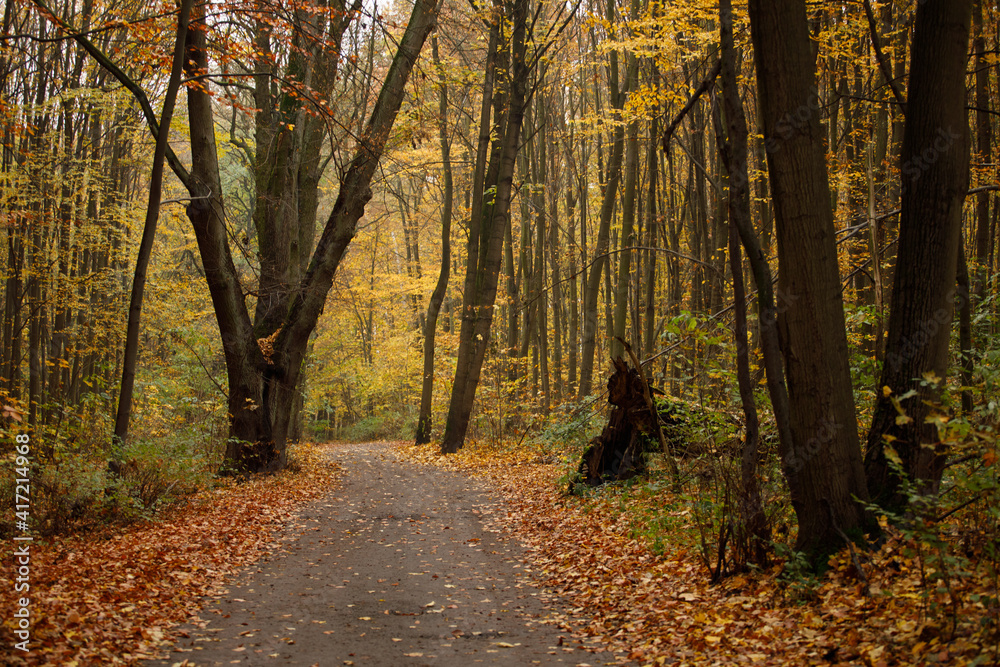 Obraz premium autumn in the forest