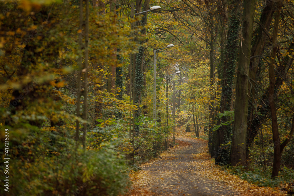 Obraz premium path in autumn forest