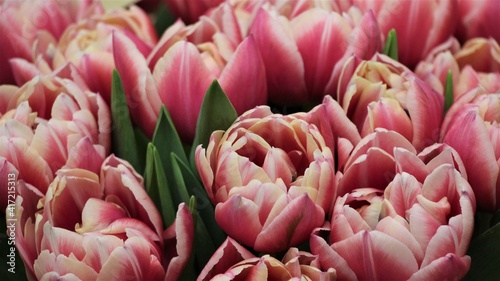 Close-up of pink cream tulips (flower variety Columbus) for background  