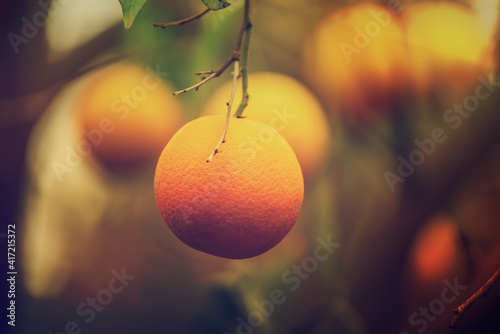 Orange garden with fruits