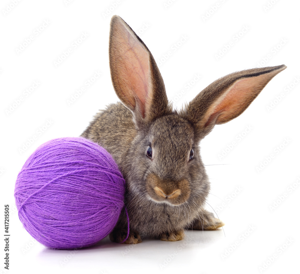 Fototapeta premium Rabbit and purple ball.