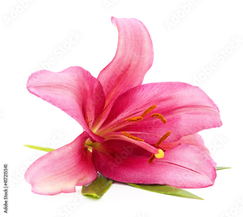 One pink lily with leaves.