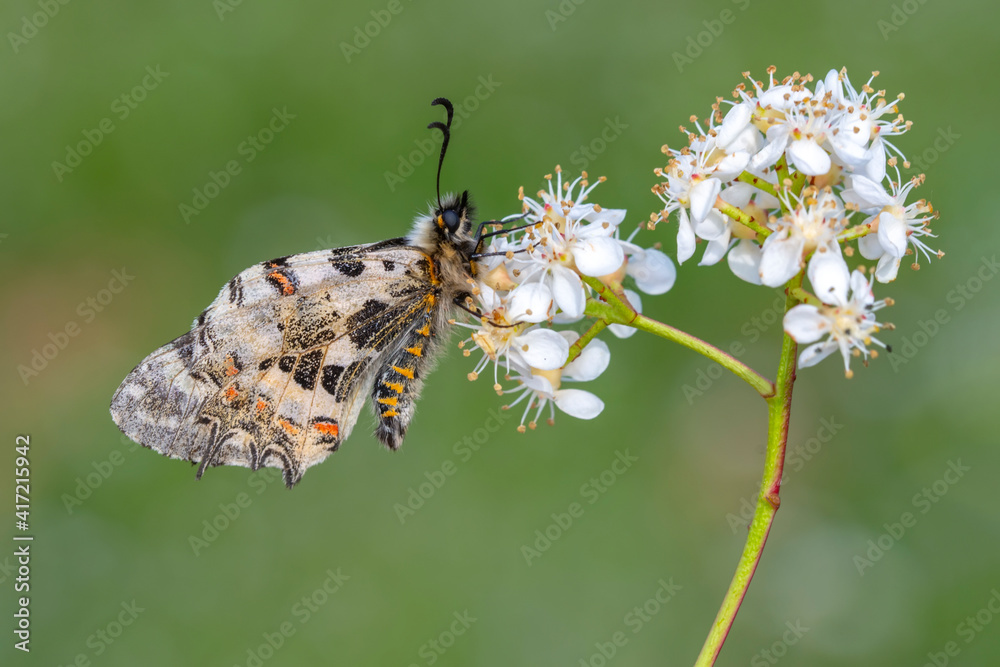 Macro shots, Beautiful nature scene. Closeup beautiful butterfly sitting on the flower in a summer garden. Macro shots, Beautiful nature scene. Closeup beautiful butterfly sitting on the flower in a summer garden.