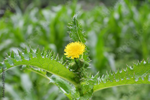 Fotografie Yellow thistle (Sonchus asper) grows in nature.
