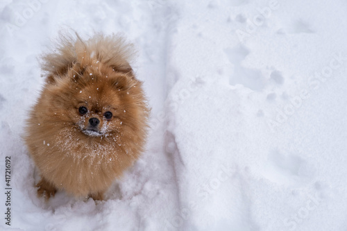 A dog of the purebred Pomeranian breed on the background of white snow. © Valery Smirnov