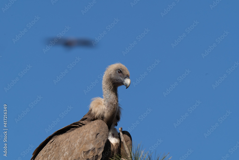 Fototapeta premium buitre