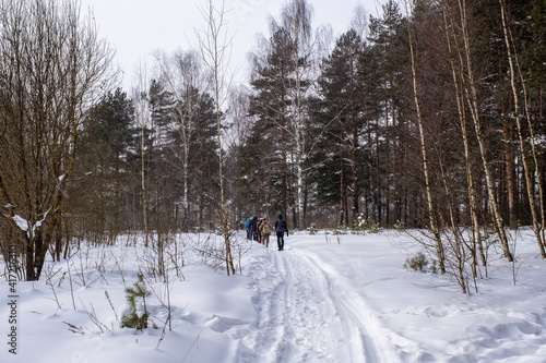 A group of tourists in a winter forest on a cloudy frosty day.