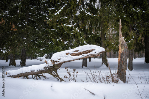 A fallen tree trunk covered in snow against the background of a green coniferous forest.