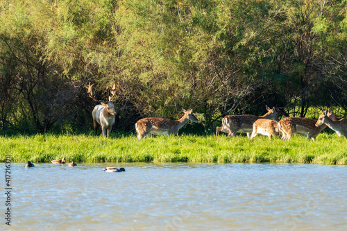 Group of fallow deer (dama dama) with a white male in the Natural Park of the Marshes of Ampurdán. photo