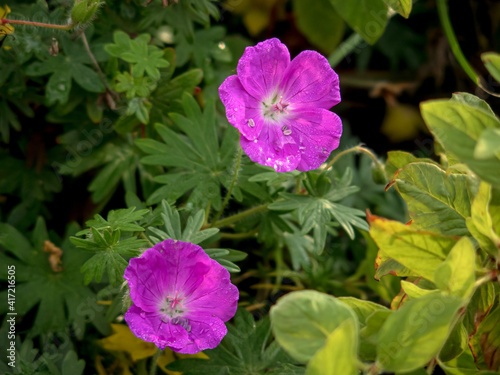 Wild geranium flowers among green leaves.