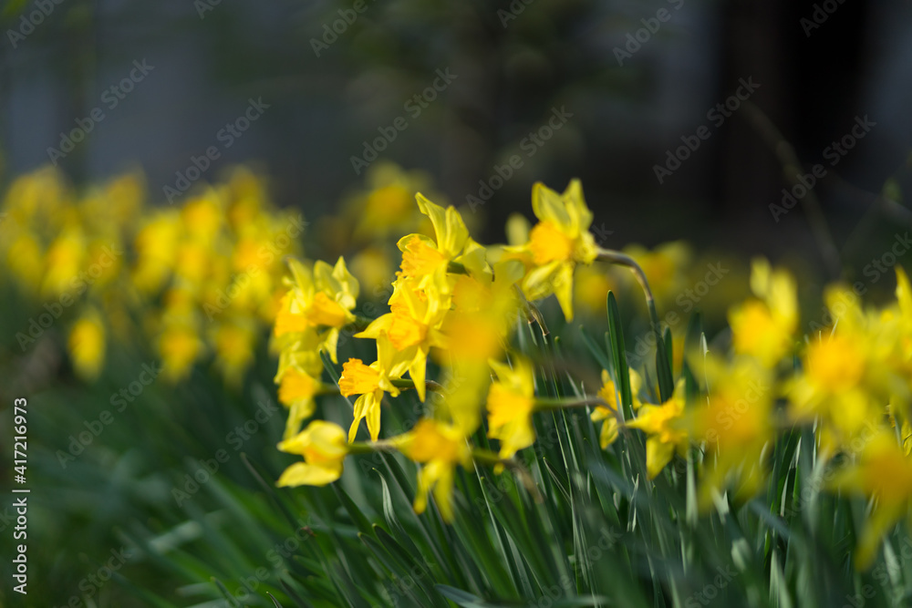 Fototapeta premium Yellow Daffodil 