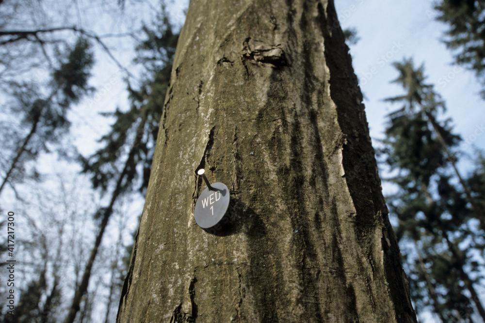 markierter baum in einem friedwald markierter baum in einem friedwald