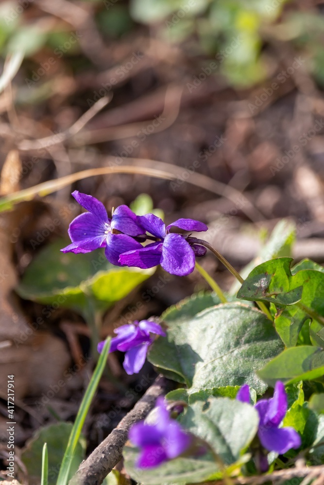 Spring background - wild field small purple viola Spring background - wild field small purple viola