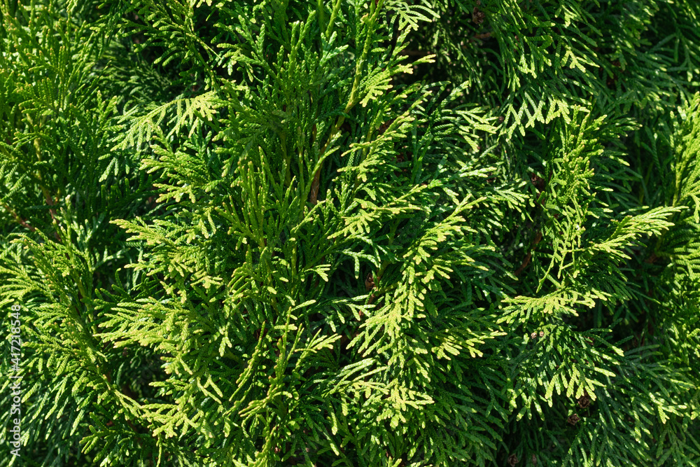 Background of coniferous branches Background of coniferous branches