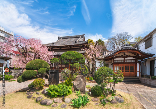 Niwaki trees and memorial stones surrounding by weeping cherry blossoms in the Japanese Buddhist zen temple of Seiunzenji belonging to Yanaka seven lucky gods pilgrimage. photo