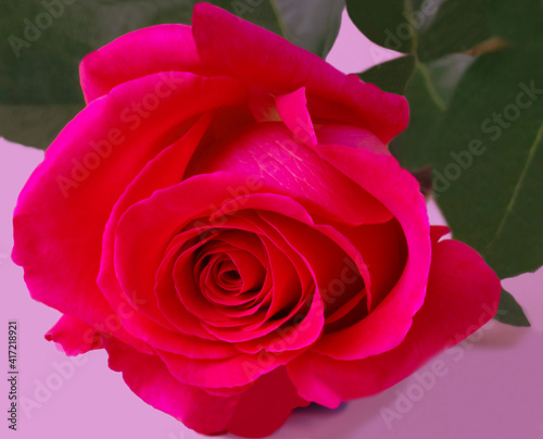 rose red on a pink background for loved ones