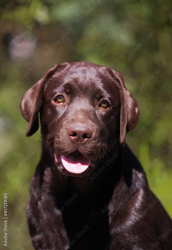 Labrador chocolate puppy walks in the park Labrador chocolate puppy walks in the park