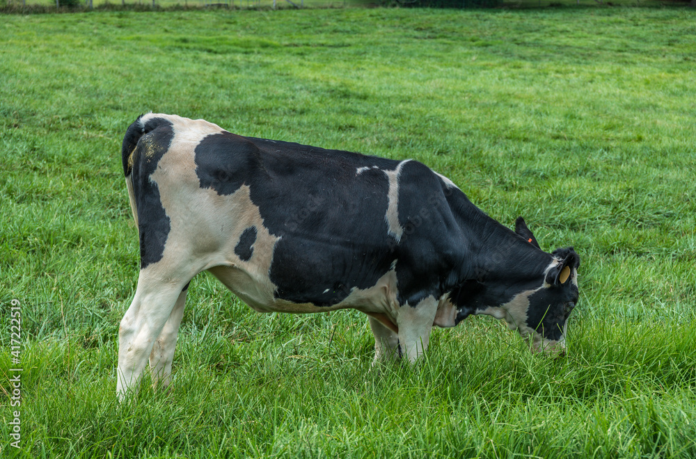 Cow grazing in the pasture closeup