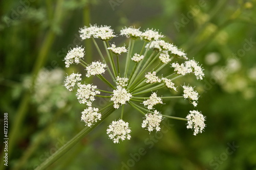 Hemlock flowers closeup, Portugal. Conium maculatum