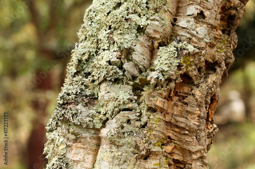 Bark tree trunk texture with lichen photo