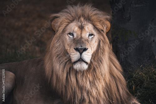 King's portraits