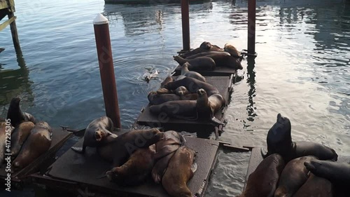 Newport, Oregon, USA, June 10, 2020. Newport Sea Lion Docks. Sea lions on a pantone.