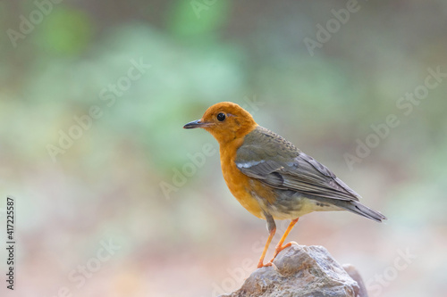 Female bird Orange-headed Thrush  (Geokichla citrina)in the rainforest. © Rachata