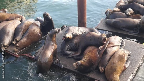 Newport, Oregon, USA, June 10, 2020. Newport Sea Lion Docks. Sea lions on a pantone.