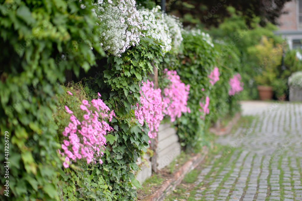 beautiful flower garden with plants