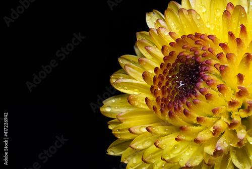 Macro shot of yellow chrysanthemum flower against black background
