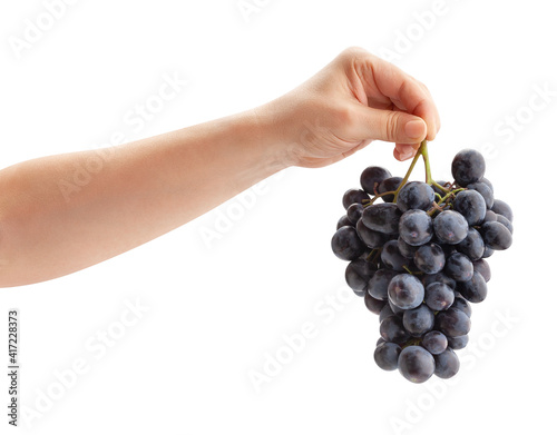blue grape in hand path isolated on white