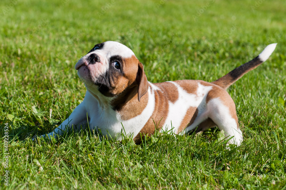 Funny white red spotted American Bulldog puppy is on nature
