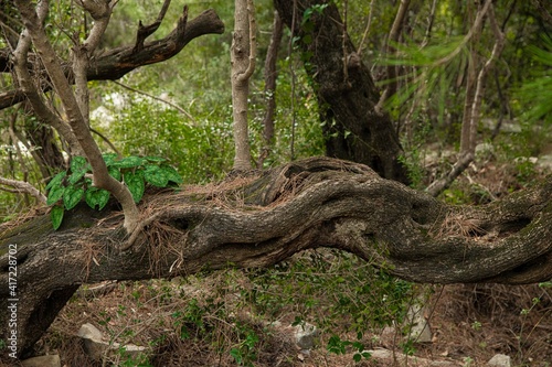 bizarre tree trunk growing horizontal in a wild forest