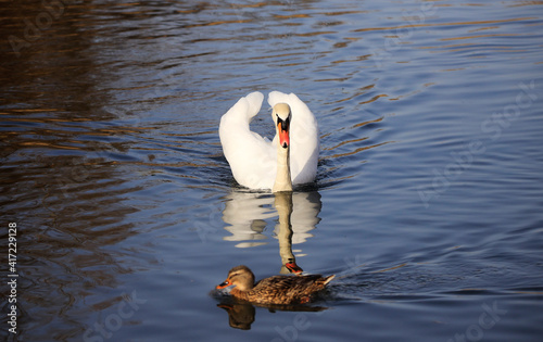 A Mute Swan (cygnus olor) in the Ziegeleipark, Heilbronn, Germany photo