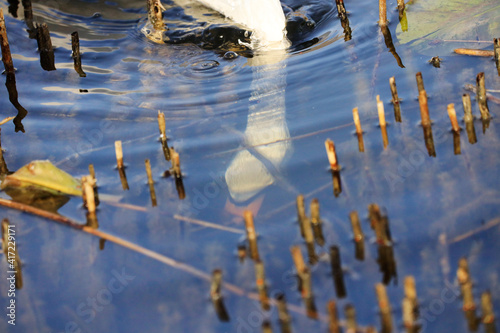 A Mute Swan (cygnus olor) in the Ziegeleipark, Heilbronn, Germany photo